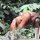 Orang Utan mit Baby auf dem Rücken