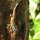 tropische Eidechse