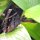 Schmetterling