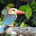 Grosser King-Fisher