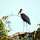 Storch