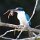 King-Fisher mit Gecko oder junger Echse im Schnabel