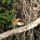 King-Fisher im Flug