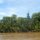 wir fahren der Kinabatangan-Fluss hoch
