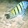 Bengalischer-Sergeant mit Putzerfisch