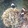 westliche Clownfische (Anemonenfische)