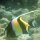 Halfterfisch
