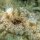 Glasperlen-Anemone mit Anemonenfischlein