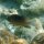 Brauner-Chromis