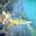 Blauband-Papageifisch + Zweiband-Kaninchenfische