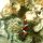 Leder-Anemone mit westlichen Clown-Fischen