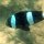 schwarz-weisser Clarks-Anemonenfisch