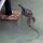 Waran schwimmt im Wasser unter einem Bungalow