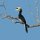 schwarzweisser-Hornbill (Hornschnabel-Vogel)