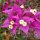 Bougainvillea-Blüte