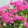 Bougainvillea-Strauch