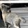 Hotel-Katze
