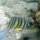Achtbinden-Falterfisch + andere Riff-Fische