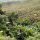 Tee-Plantage + Urwald