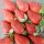 malayische Erdbeeren