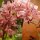 Orchideen im O&R-Garten (Zucht-Pflanzen)