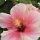 Hibiskus ist die National-Blume von Malaysia