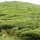 Tee-Plantage 'Boh'