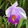 wilde Orchidee