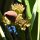 Bananen-Blüte im Dschungel vor dem Helden-Denkmal