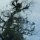 tropischer Baum-Bewuchs