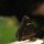 Schmetterling