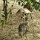 Emus