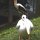 Pelikan + Storch