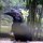 schwarzer Hornbill