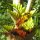 Bromelien auf den Bäumen