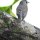 kleiner grauer Singvogel