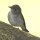 kleiner grauer Singvogel