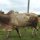 Zebu-Bulle