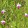 wilde Wiesen-Orchideen am Weg nach Cameron Highlands