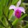 wilde Wiesen-Orchidee