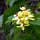 Frangipani-Blüten