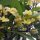 Plumeria-Baum mit Frangipani-Blüten auf dem Bahnhofplatz