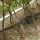 ein Waran in der Hecke der Hotelanlage