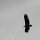 Fisch-Adler