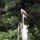 kleiner Raubvogel