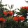 Flamboyant-Baum