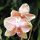 Orchideen in der Hotel-Anlage