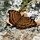 Schmetterling