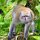 Affe