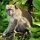 Affe